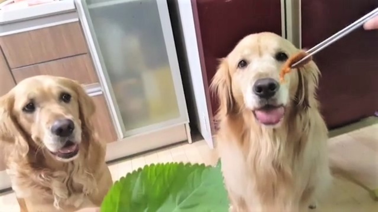 Golden Retriever prefers vegetables to meat