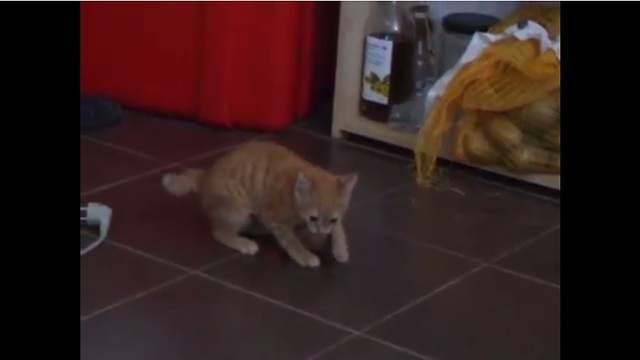 A Kitten Has Her Mind BLOWN By An Ordinary Everyday Food.