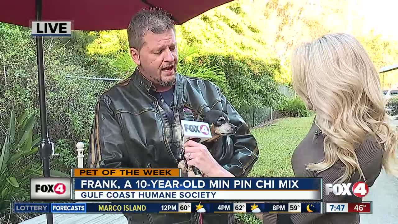 Pet of the Week: Frank, 10-Year-Old Min Pin Chi Mix