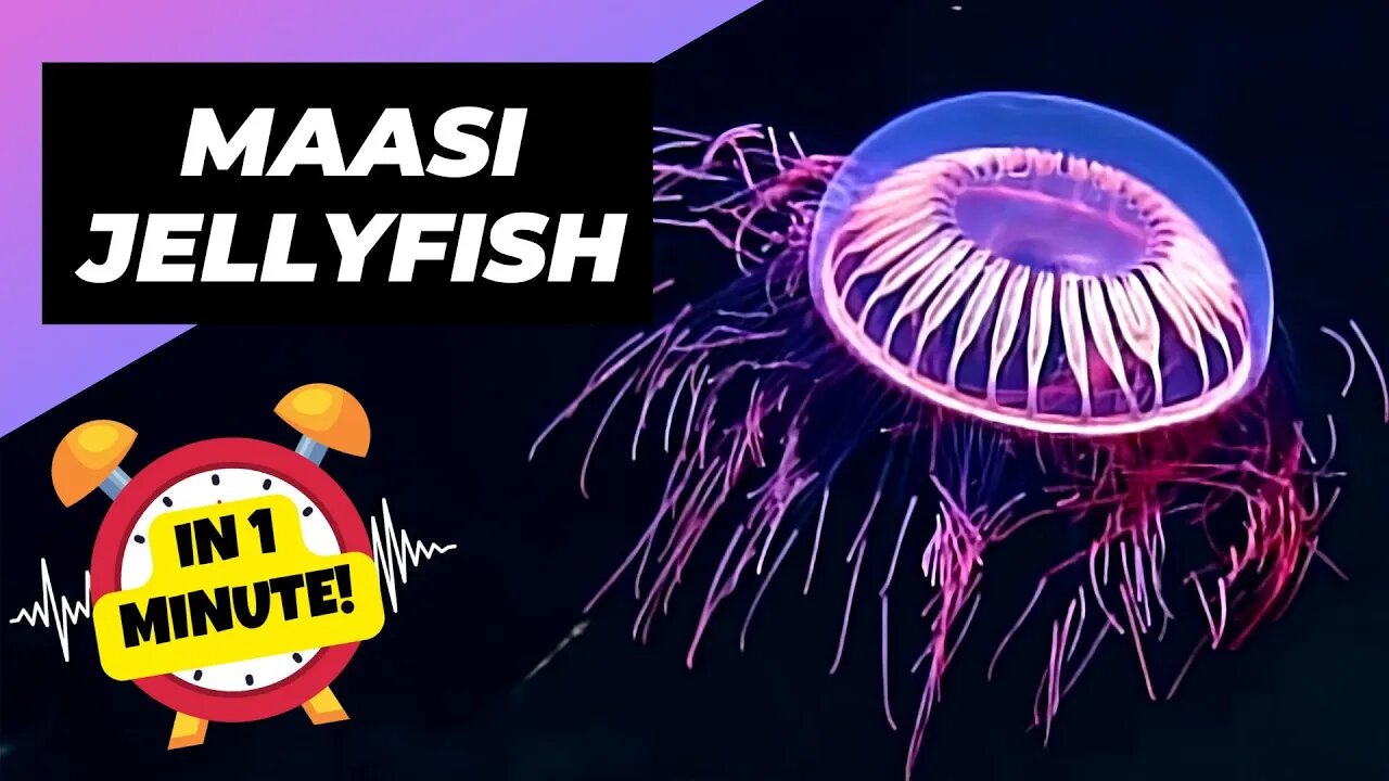 Halitrephes Maasi Jellyfish - In 1 Minute! 🎆 Deep-Sea Fireworks! | 1 Minute Animals