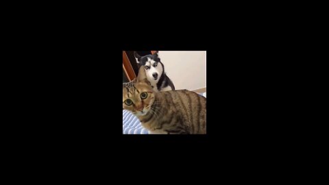 Try Not To Lauga 😂 Video Of Strange Reactions Of Dega And Cats