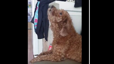 Howling of three very cute puppies