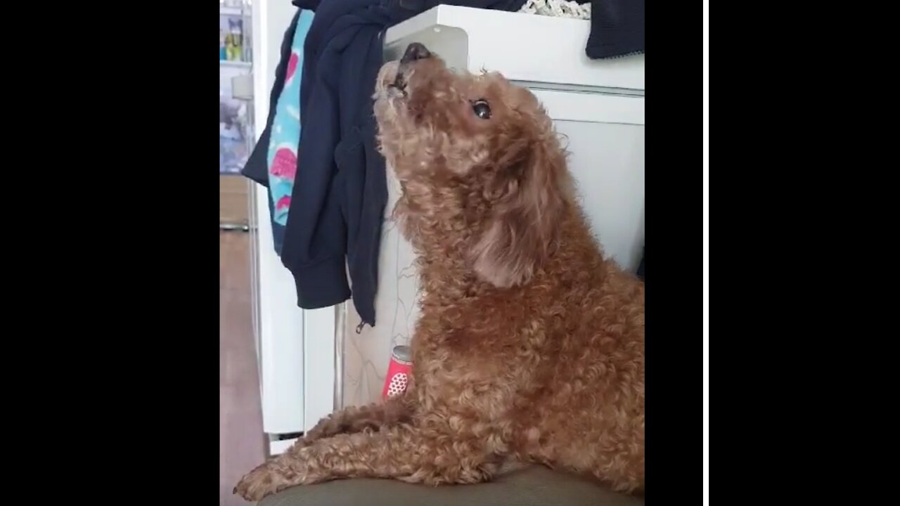 Howling of three very cute puppies