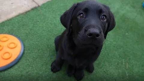 2018 Guide Dogs Graduation Day - Journey of a Guide Dog