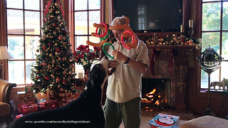 Great Dane Gets into Party Games with Friends