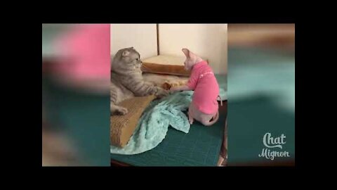 Cute Cat ✪ Funny Cat ✪ Laughing Cat Video