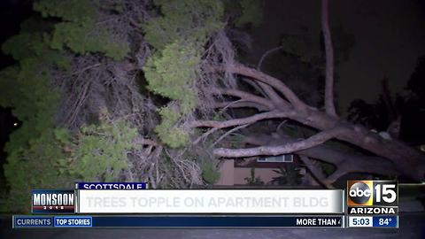Trees topple over on Scottsdale apartment complex