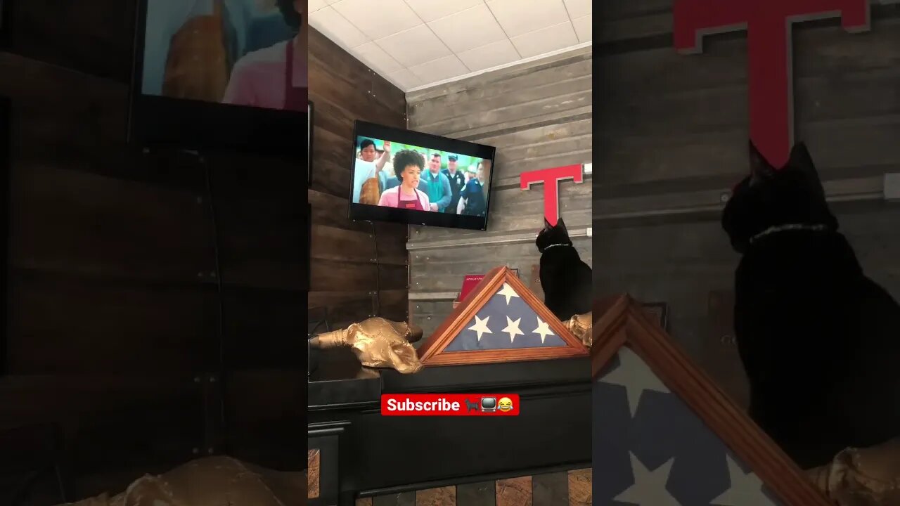 Smokey got BUSTED! 🐈‍⬛😂📺 #shorts #viral #tiktok #trending #reels