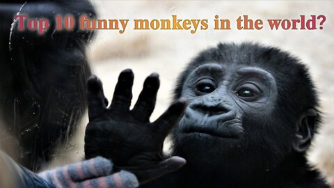 😆😆yes yes yes funny monkey and my god super enjoy funny world's top ten smartest creatures?