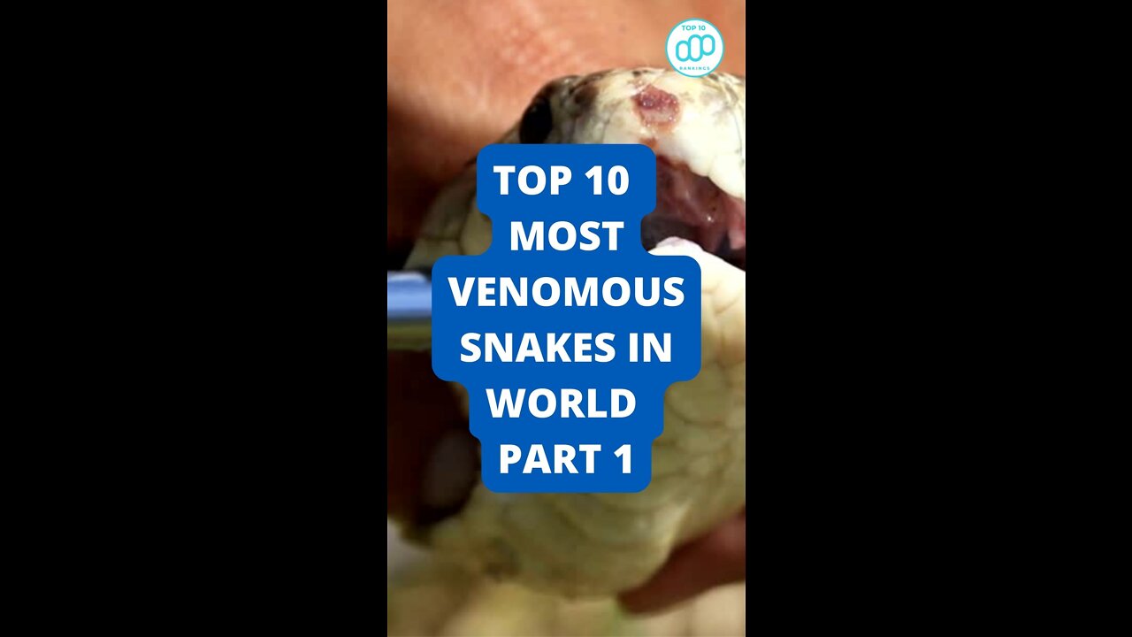 Top 10 Most Venomous Snakes In World Part 1