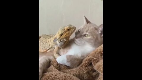 Cat & Lizard - BFFs