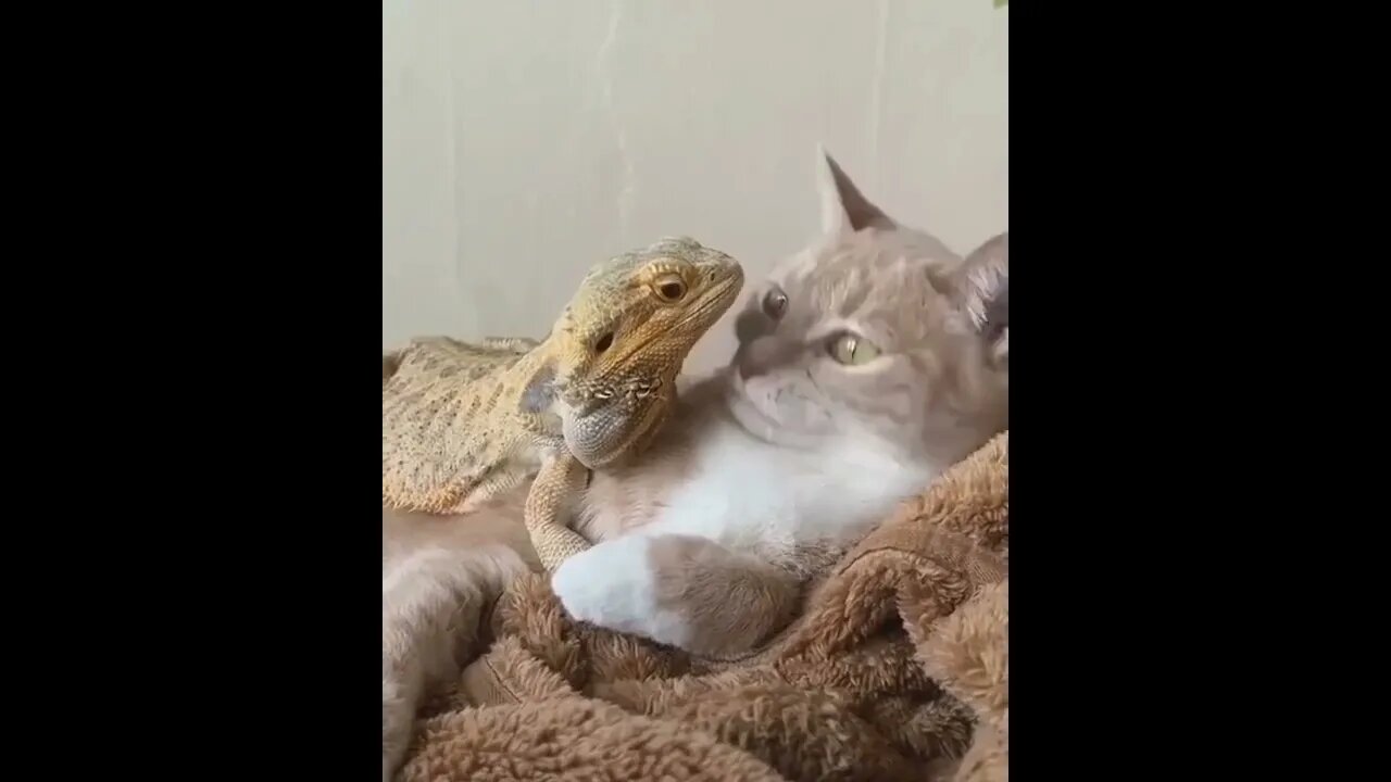 Cat & Lizard - BFFs