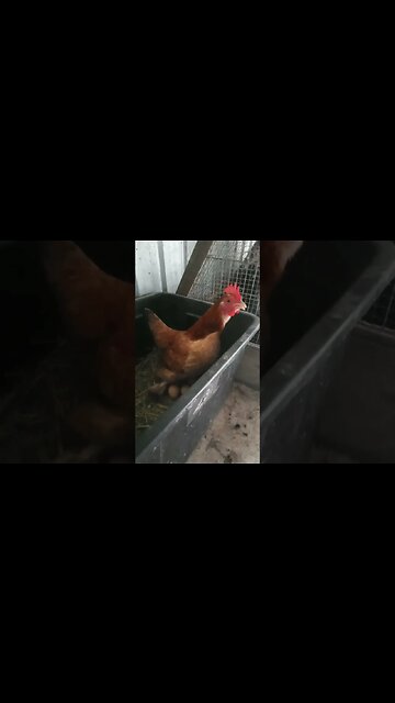 Forest is laying an egg and kicking up a fuss because the cat came in the pen 26th March 2023