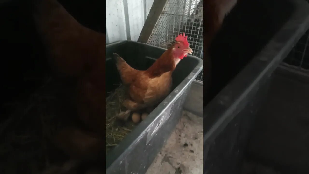 Forest is laying an egg and kicking up a fuss because the cat came in the pen 26th March 2023