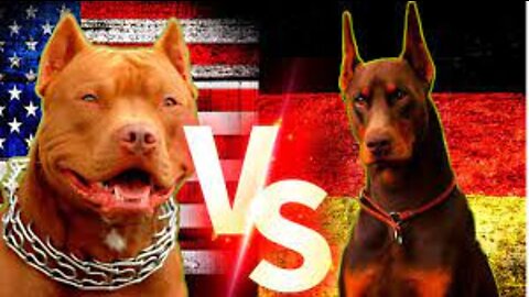 Doberman VS Pitbull