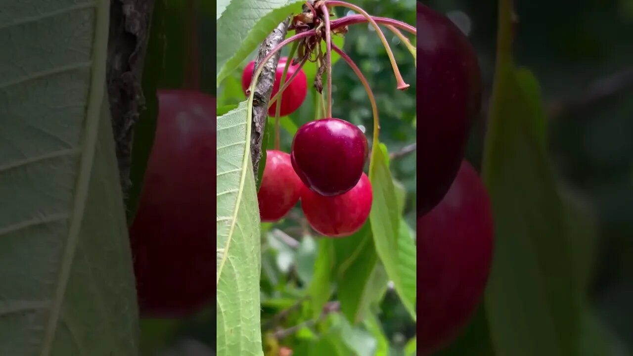 #cherry #fruit #healthy #healtyfood #goodforyourhealth #supportmychannel 🙏🙏🙏