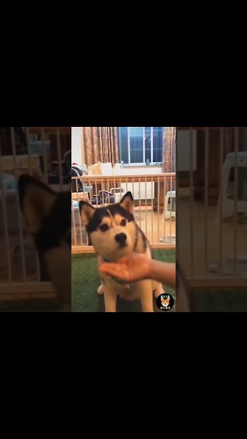 Cute and Funny Dog Videos Compilations #short#cute#pet#Smart