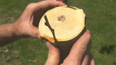 HOW TO DO BARK GRAFTING ON A WILD APPLE TREE