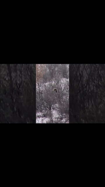 Porcupine chillin in a tree. #shorts