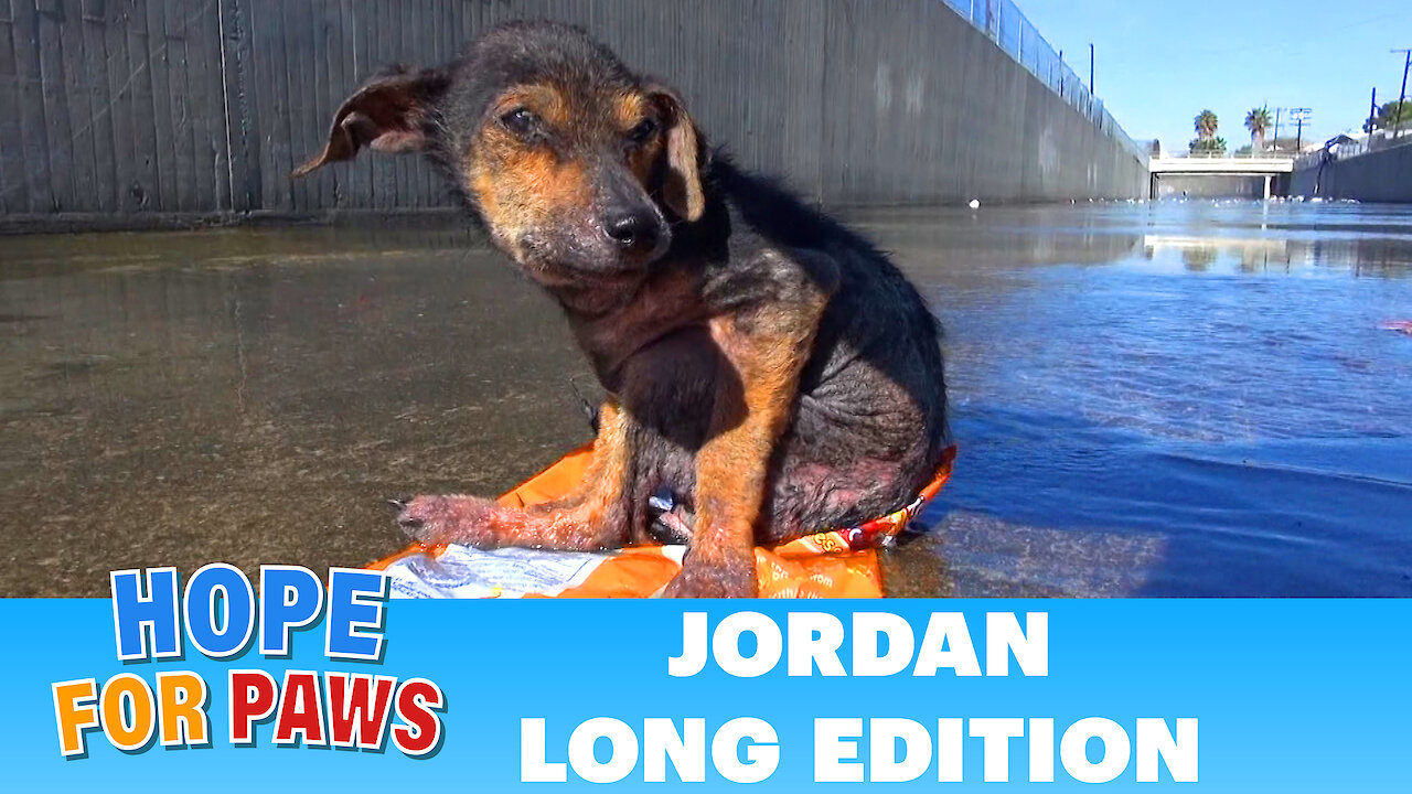 Abused dog found refuge on a bag on chips in the L.A river.