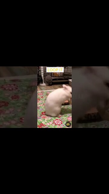 Best Crazy And Funny Animals Videos - funniest animals - best of the 2023 funny animal videos #413