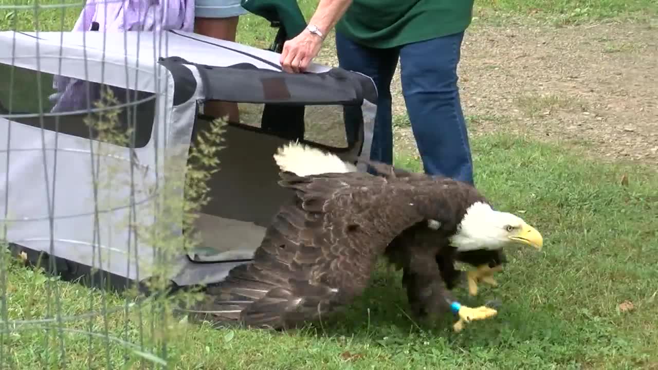 Bald eagle released into Chestnut Ridge Park