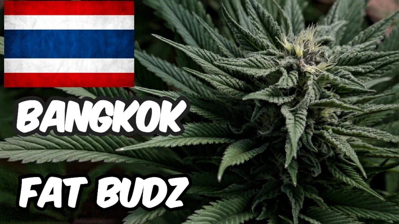 Hunting For Fat Budz In Bangkok Thailand 🇹🇭 🌳