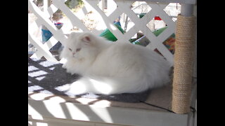 Pearl the Persian Spends Time in the Cat-a-tarium