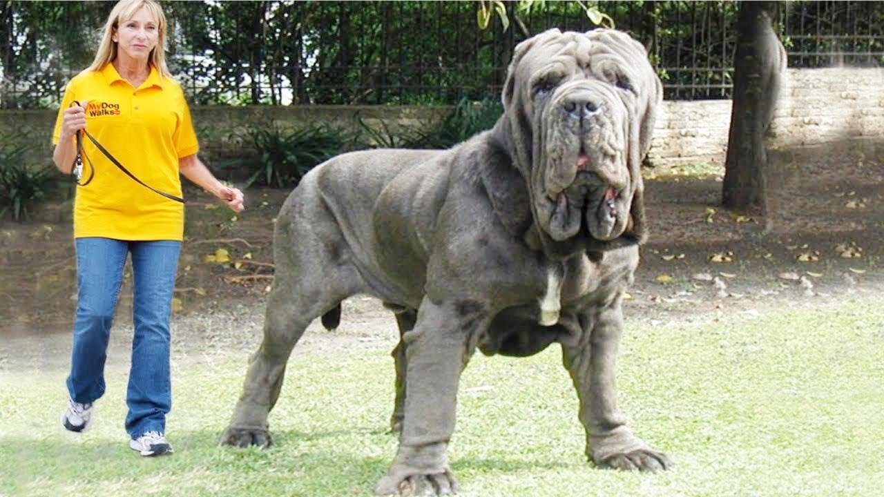 biggest dogs you've ever seen