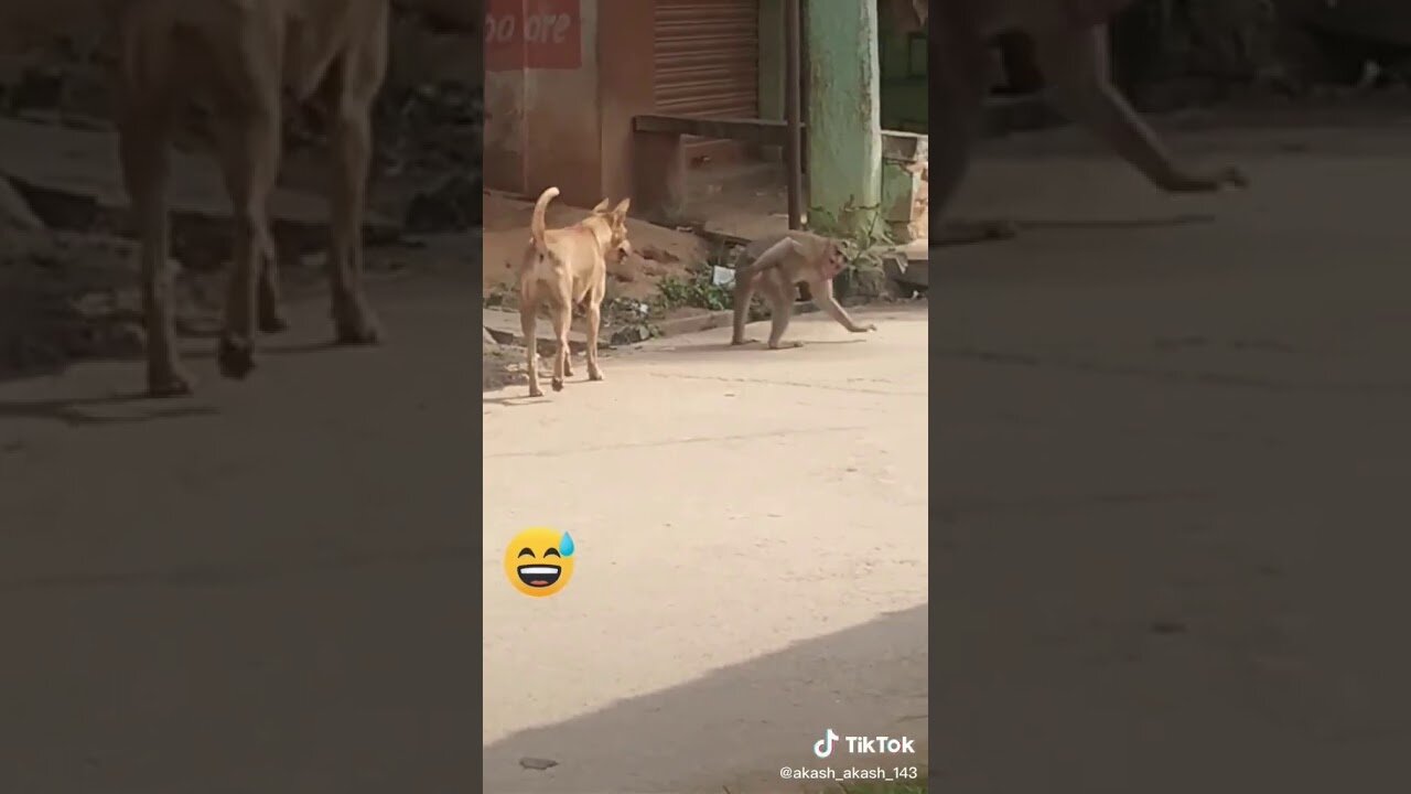 FUNNY ANIMALS VIDEO😂😂part1