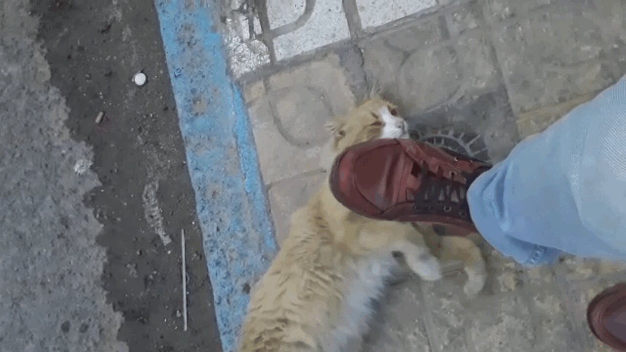 This Cat Do not be afraid