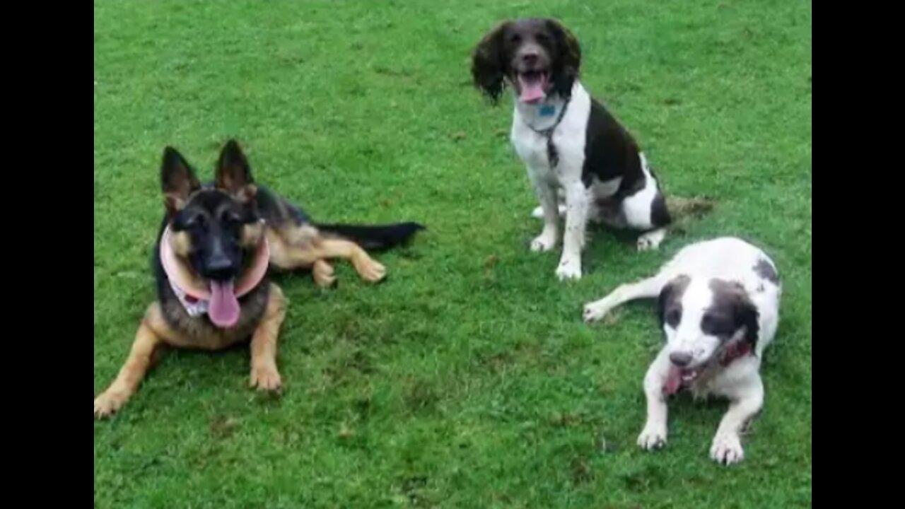 Puppies galore German Shepherd Wilma whizzing with Springer Spaniels Flynn & hazel.