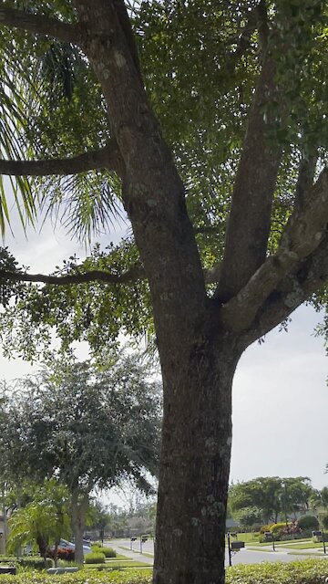 Squirrel Calls In Paradise- 4K