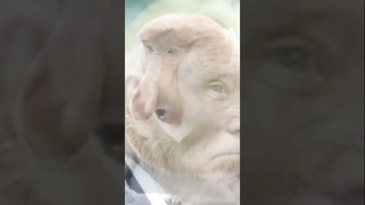 Bidens Spirit Animal. Series 1 ShortsEp1 #kamalaharris next #funny #subscribe #comedy
