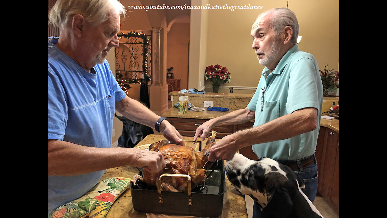 Polite Great Danes Watch The Two Man Turkey Lift and Taste Test The Turkey