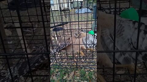 HAWK! CAUGHT;! CHICKEN KILLER WAS STUCK IN OUR AVIARY! HE IS BUMMED