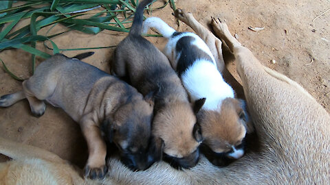 Ma Ma feeding the puppies