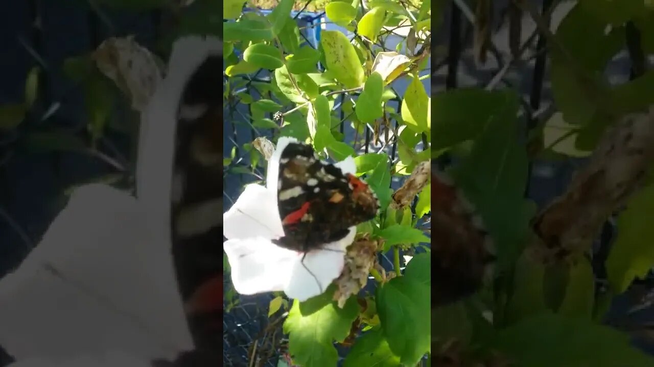 A Wonderful "Admiral" Butterfly