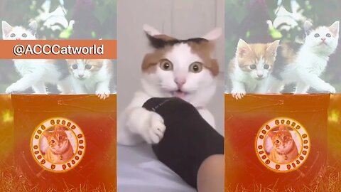 Funny Cats! 😹 Kitty CAUGHT RED-HANDED With Her Face In the ‘Goodie Bag’ 🍿😹 (#137) #Clips