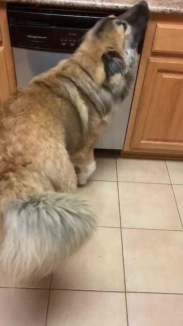 Dog discovers steam from dishwasher, can't get enough of it
