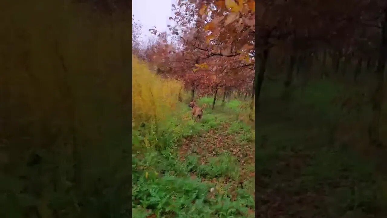 dog does the hipity hop.