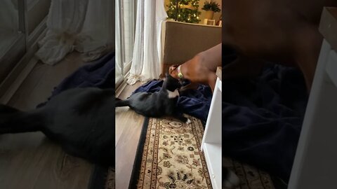 These Two Provide Me Endless Entertainment