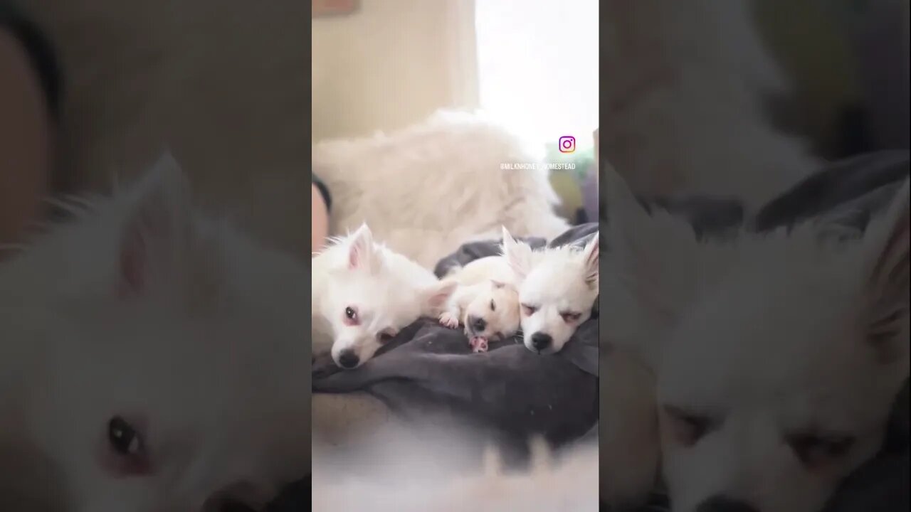 Princess puppies sleeping