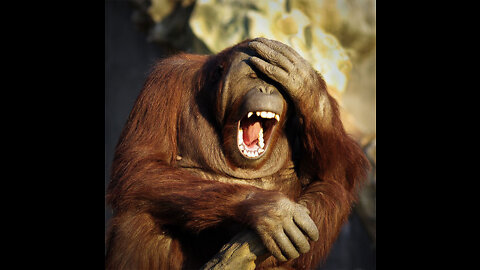 Animals Funny videos