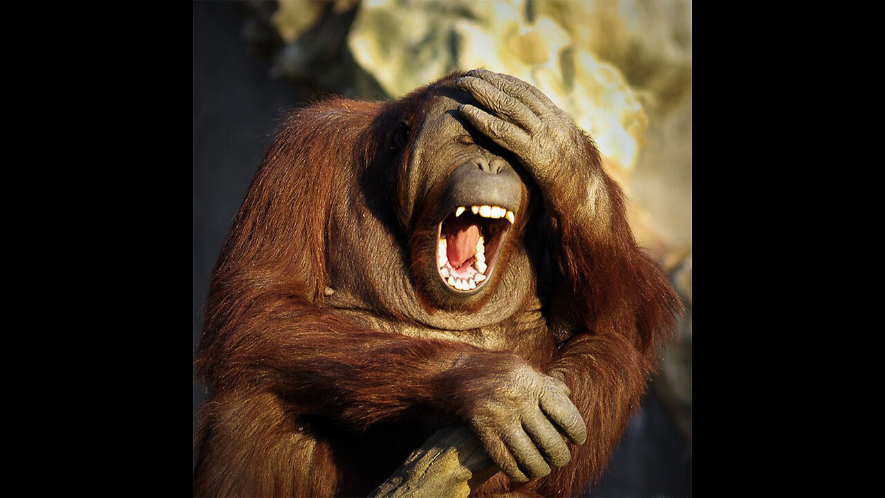 Animals Funny videos