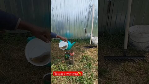 Как вырастить сладкую кукурузу в банках 2 | #short #shorts #shortvideo #shortsvideo #farming #like