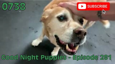 [0738] GOOD NIGHT PUPPIES - EPISODE 281 [#dogs #doggos #doggies #puppies #dogdaycare]