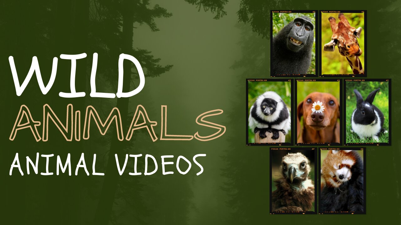 Ultimate Wild Animals Collection in 8k