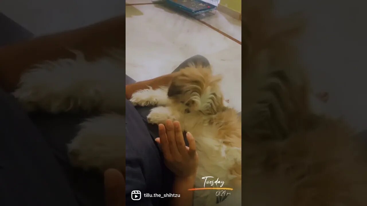 #dog #shorts #fun #doglover #cute #shihtzu #reels #funny #ytshorts #youtubeshorts #trending #youtube