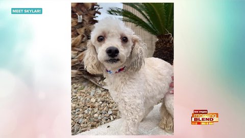 Pick Of The Litter: Skylar!